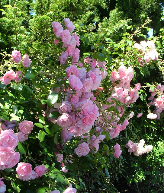 DSCF1737 Pink Rose Hedge