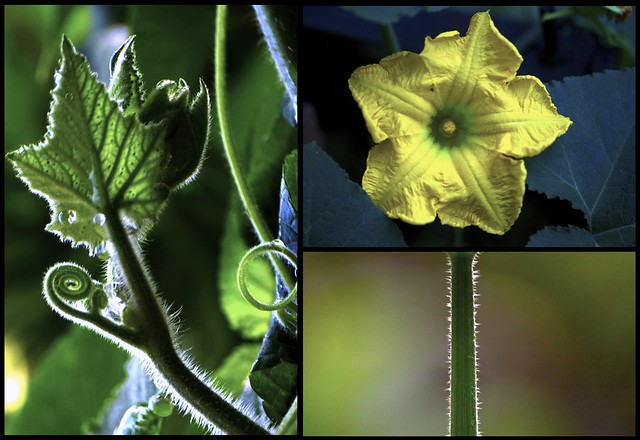 the parts of a vegetable vine (other than the vegetable)