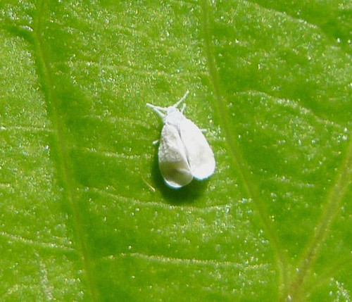 Whitefly sp. Aleyrodidae