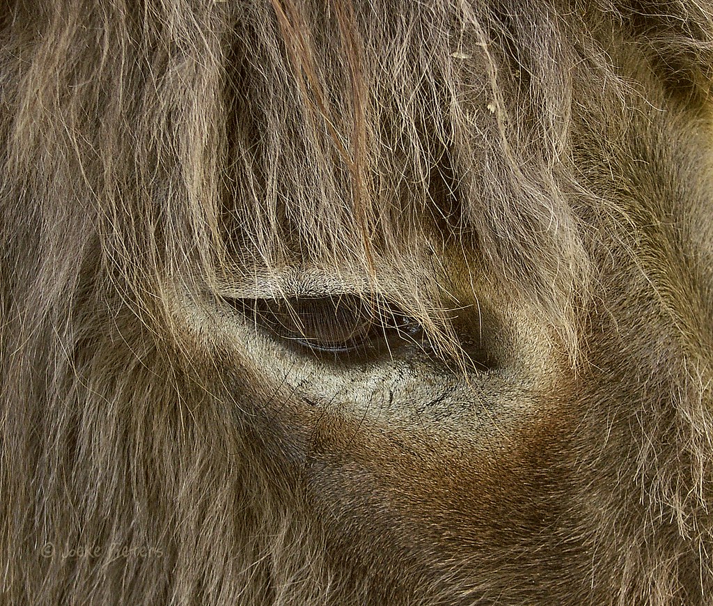 The eye of a donkey by joeke pieters