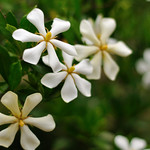 クチナシ　　　Gardenia