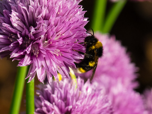 Bee gathering nectar from chive flowers