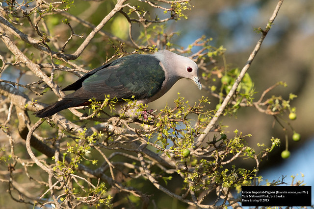 Green Imperial-Pigeon (Ducula aenea pusilla)