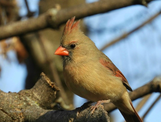 Cardinal bird female