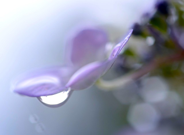 Hydrangea in Rain：绣球下雨