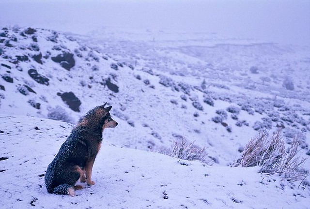 Navajo Snowdog