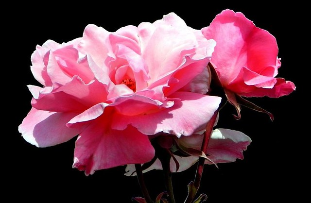 Pink Floribunda Rose. Nikon P100.