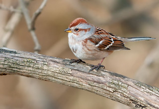 American Tree Sparrow | by Kelly Colgan Azar