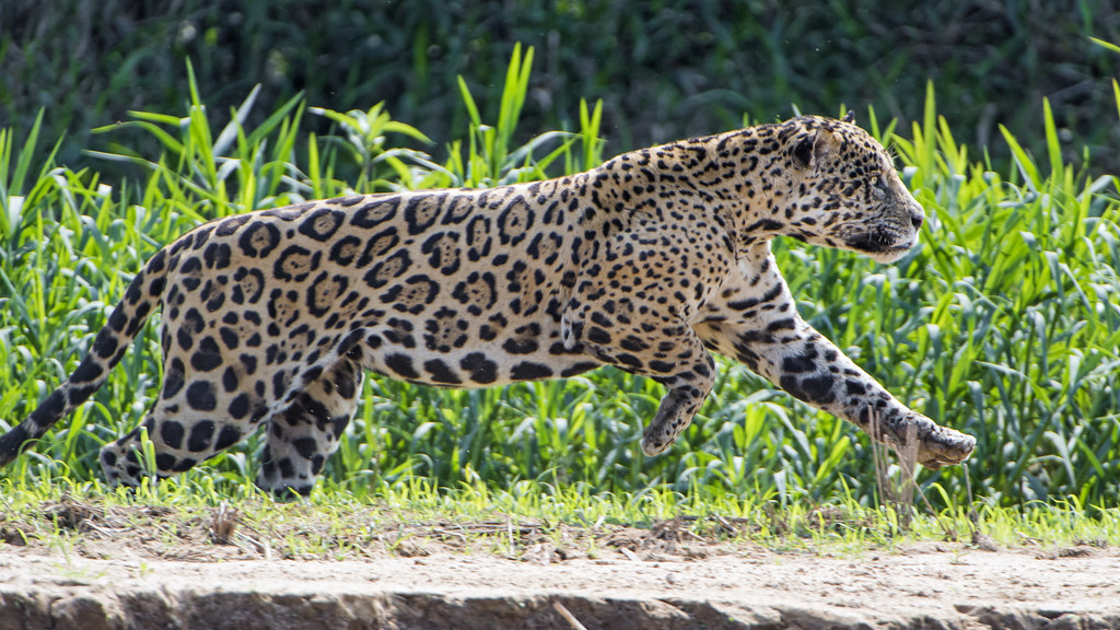 Jaguar running | This male jaguar started to run to try to c… | Flickr
