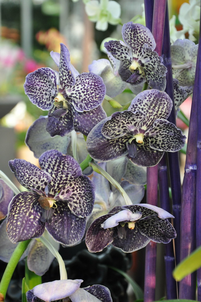 Vanda Black Magic | Mostra orchidee 'Giardineria Drago' - Sc… | Stefano |  Flickr