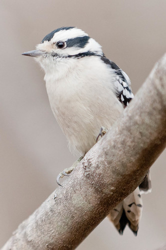 Female downy woodpecker | by danwolfgang