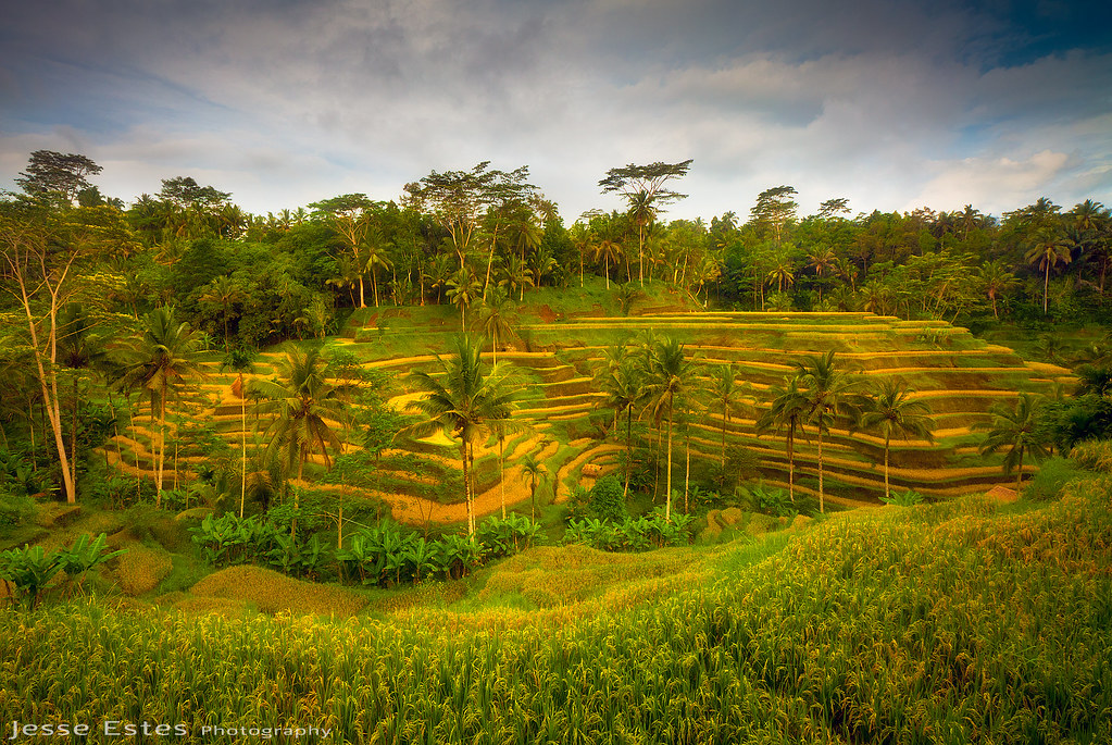 Ubud - Bali, Indonesia | This place (Ubud area) is very cool… | Flickr