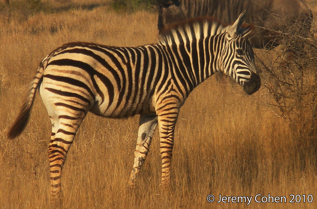 Burchell's Zebra baby (Equus quagga)