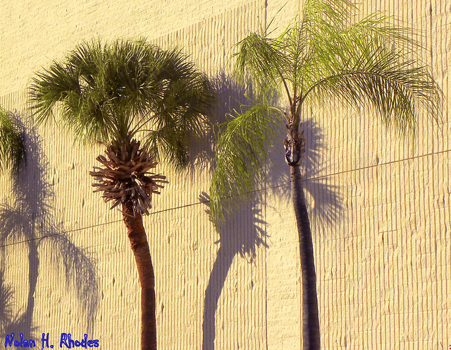 Shadows and Palms Blowing In The Wind