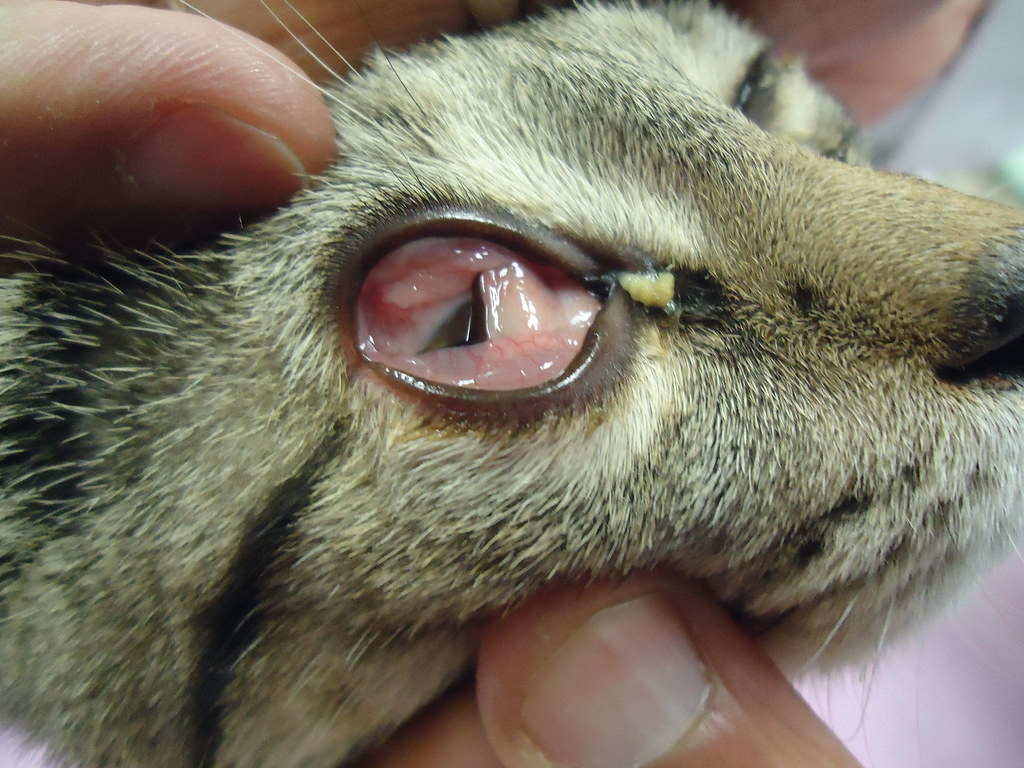 Feline Upper Respiratory Tract Infection Flickr