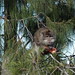 Opice v kaldeře Rinjani, foto: Petr Nejedlý