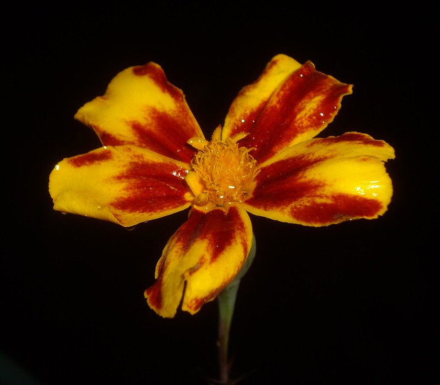 Colorful Marigold