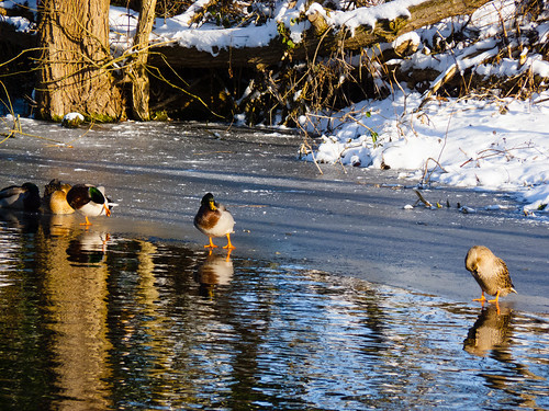 Mallards on a frozen canal