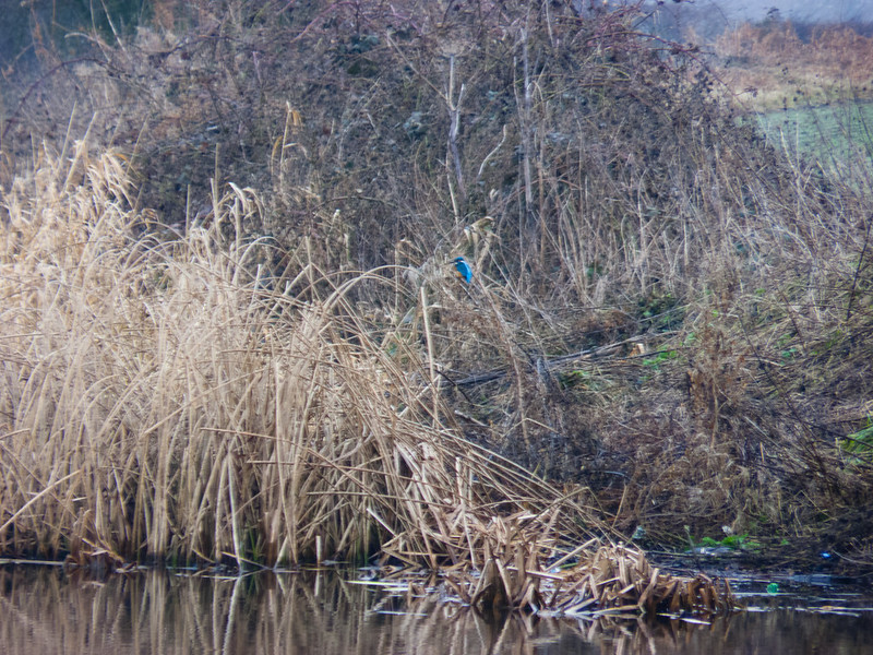 Kingfisher in a bed of reeds