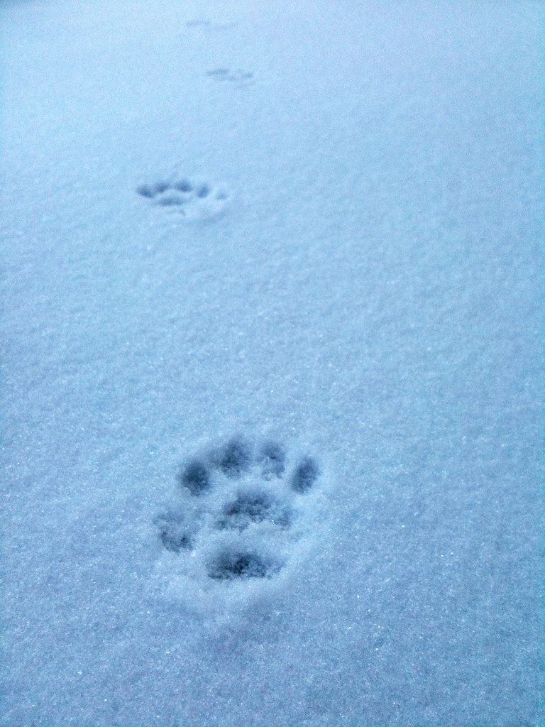 Snowy Tracks | Some undisturbed cat tracks in front of my of… | Flickr