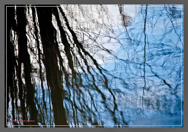 Westvale Pond Reflections #3