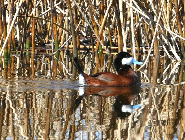Ruddy Duck (Oxyura jamaicensi); Belen Wetlands, NM [Lou Feltz]