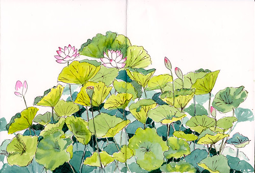Lotus flowers blooming now | by quirkyartist