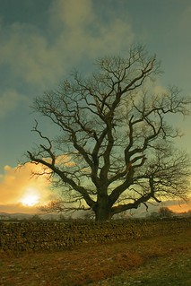 Cumbria – Skeleton tree with fake volcano