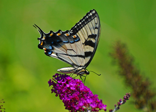 summer macro butterfly garden yellowtigerswallowtail aug2010
