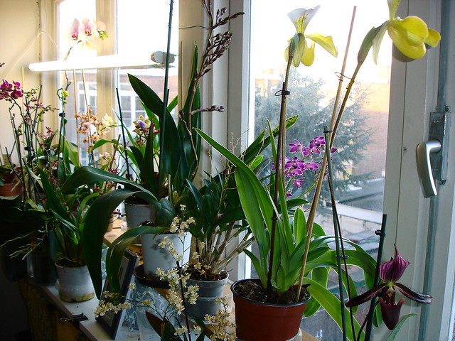 my orchids' flowerings