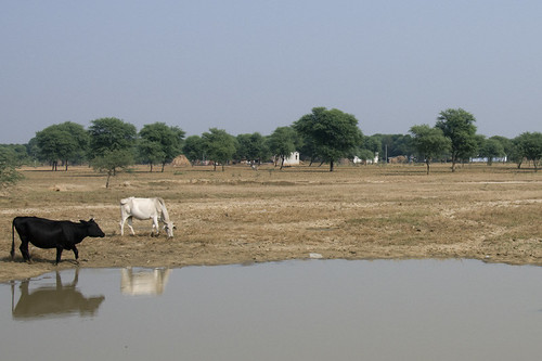 india water landscape countryside cow ko roadside jaipur rajasthan d300