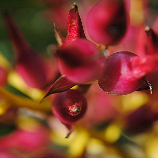 Rosy Bromeliad buds on yellow stems