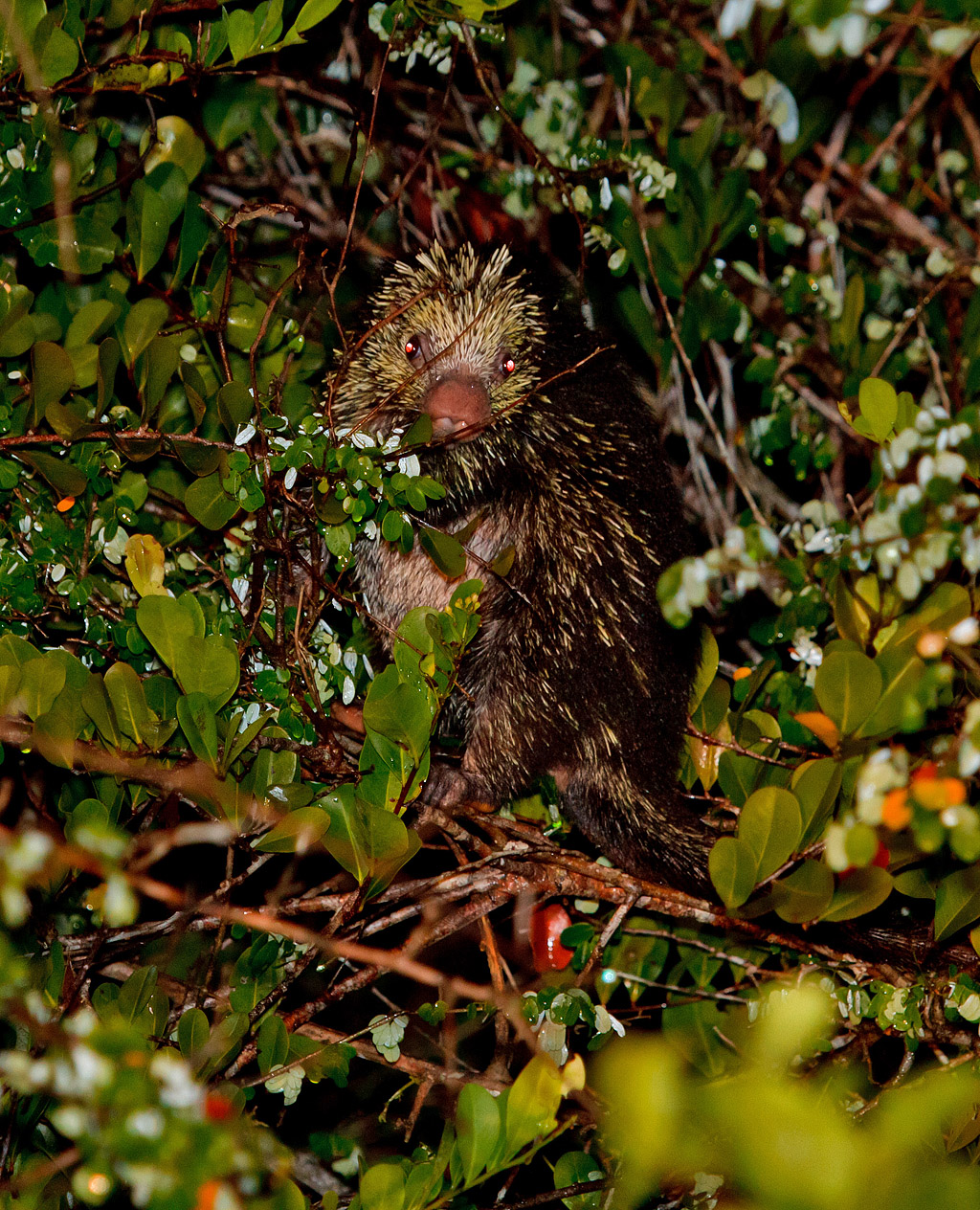 Mexican Porcupine – Coendou mexican - Belize