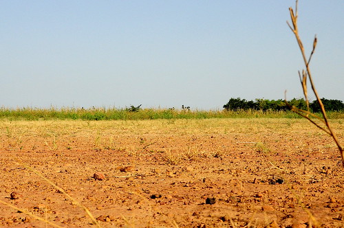 africa westafrica fertilizer local agriculture mali climatechange climate adaptation outreach mitigation foodsecurity ccafs amkn cgiarclimate farmertestimonials microdosing