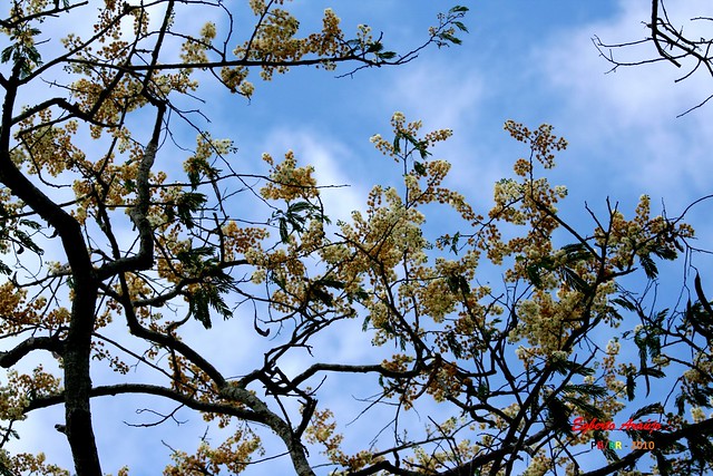 Flores da Seca: Angico (2)