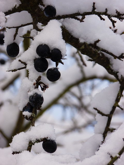 Blackthorn, snow