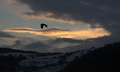 christmas cloud snow black bird silhouette wales sunrise landscape westwales flight