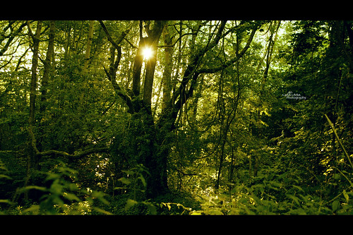 wood trees sunset sun green forest forestfarm callissacaffull