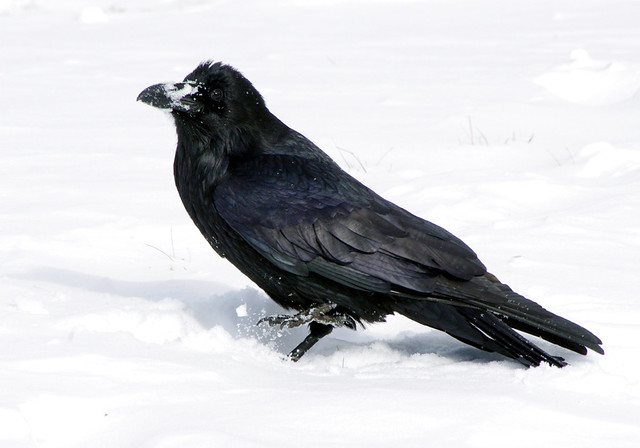 Black Snowbird
