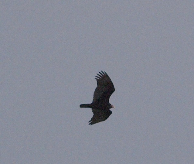 J1012712crop to turkey vulture win canyon