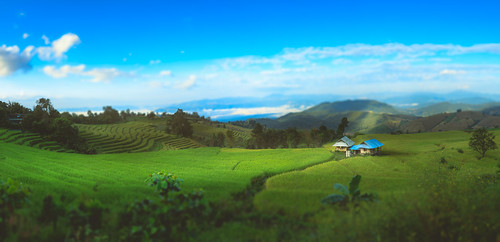 agriculture asia asian background beautiful blue bright colorful copyspace farm farming field filed film food grass green harvest hill hut land landscape mountain natural nature old paddy panorama pattern plant plantation rice scenic sky terrace texture thailand travel tree view vintage water wide tambonchangkhoeng changwatchiangmai th