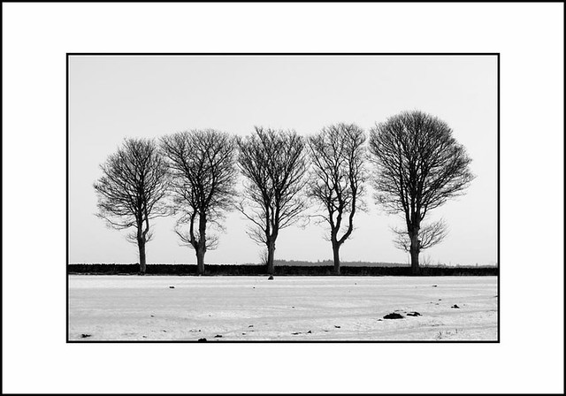 Five Winter Trees - Wistful View