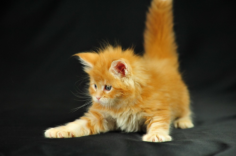 Orinoco | Mainecoon kitten Orinoco, India's 8 kittens born o… | Flickr