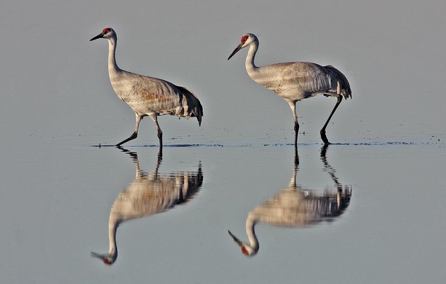 Lesser Sandhill Cranes