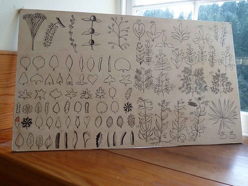 Botany chart | by Janice Staines