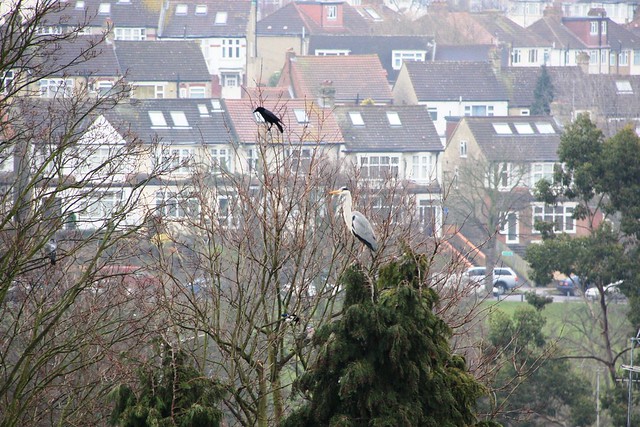 Heron and Crow, East Barnet, Hertfordshire
