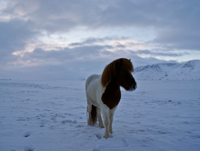 A horse in Winter.