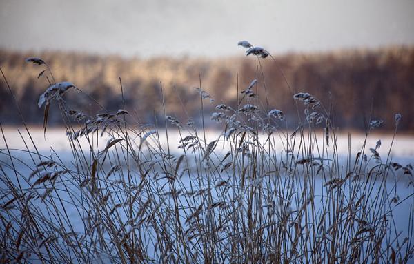 Snowy Reeds