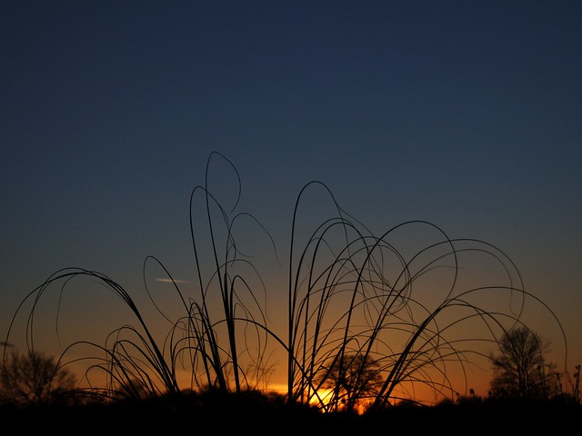 Pampas Sunset