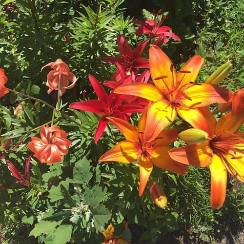 I took this #nofilter picture in the summer, but the colors are so fall-ready that I figured it was OK to post it now. 🍃 | by ruskinwoodshop
